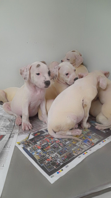 PITBULL PUPS FOR SALE 8762921460