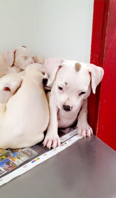 PITBULL PUPS FOR SALE 8762921460