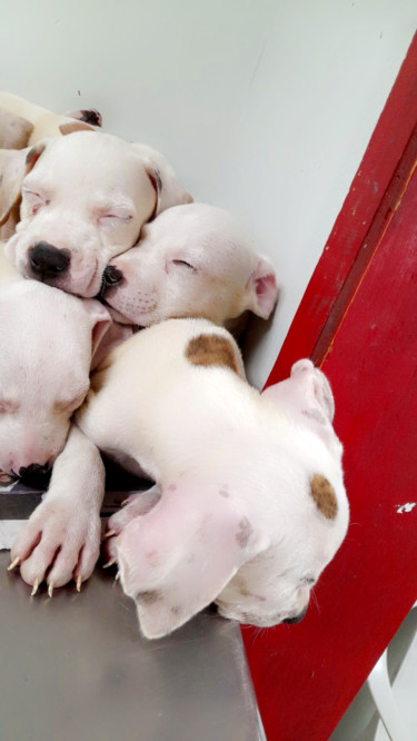 PITBULL PUPS FOR SALE 8762921460