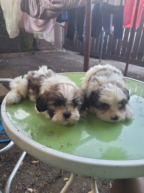 2 Female Shih Tzu Puppies Available