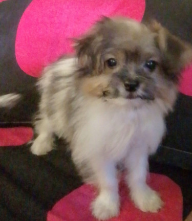 Pomeranian Shih Tzu 