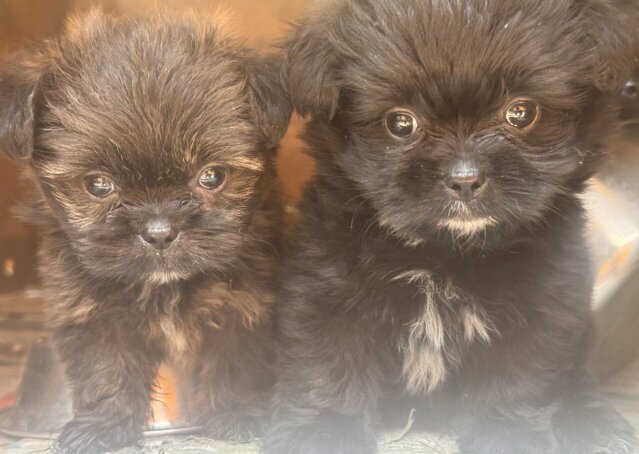 Shihtzu Pomeranian Mix Pups