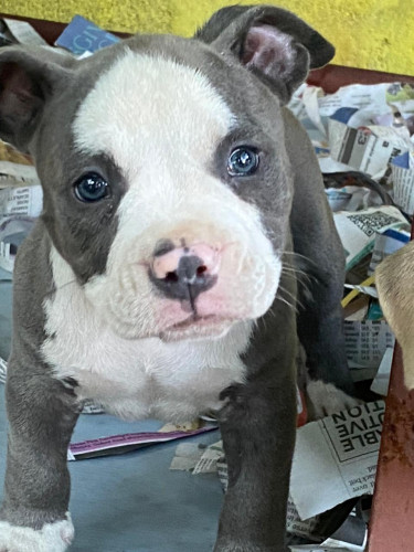 BLUE NOSE MALE AMERICAN BULLY AVAILABLE