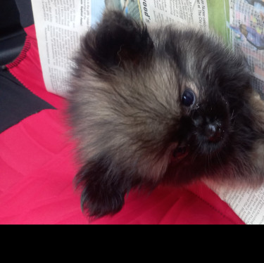 Fullbred Pomeranian And Mixed Pomeranian Puppies