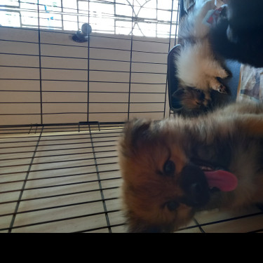 Fullbred Pomeranian And Mixed Pomeranian Puppies