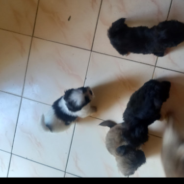 Fullbred Pomeranian And Mixed Pomeranian Puppies