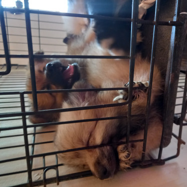 Fullbred Pomeranian And Mixed Pomeranian Puppies