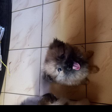 Fullbred Pomeranian And Mixed Pomeranian Puppies