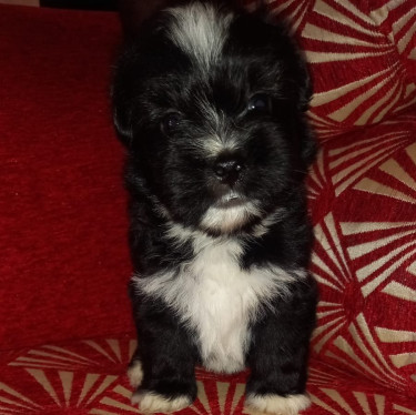 Fullbred Pomeranian And Mixed Pomeranian Puppies