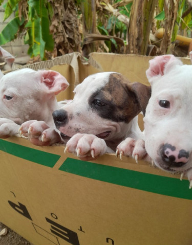 Pitbull Pups For Sale.cheap 8762921460