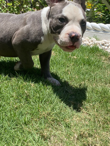 AMERICAN BULLY BLUE NOSE