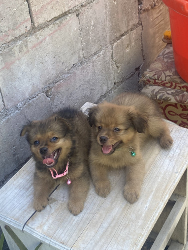 Shitzu Pomeranian Puppies 2 Vaccines Given