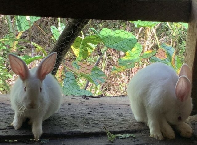 NewZealand Rabbits
