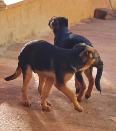 Purebred MALE German Shepherd Pups Fully Vaccinate