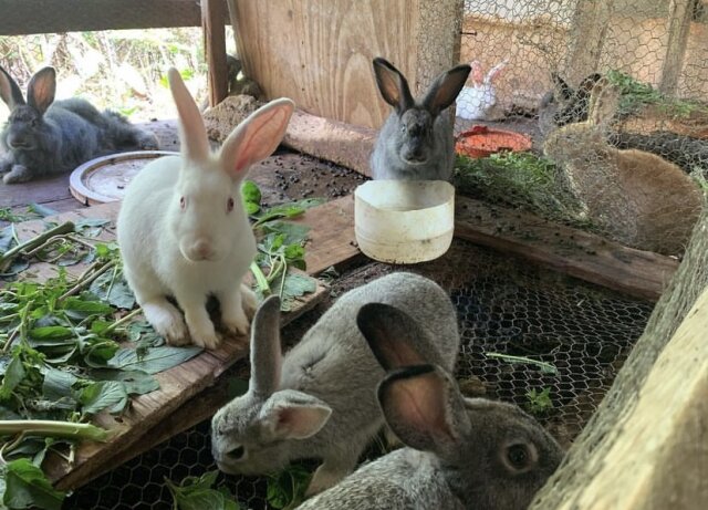 NewZealand Rabbits