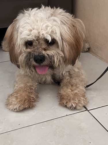 Female Shih Tzu, Teenage, 22K 