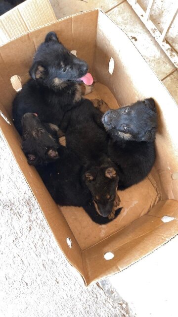 Germsn Shepherd Puppies For Sale