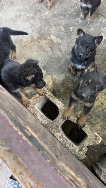 Germsn Shepherd Puppies For Sale