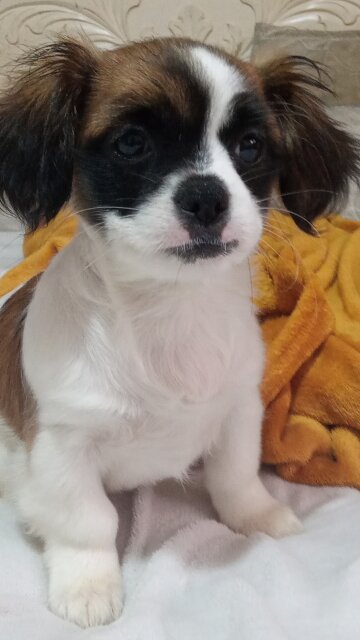 Corgi Pomeranian Puppy.