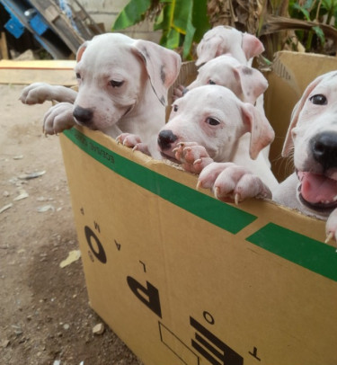 Pitbull Pups Cheap 8762921460