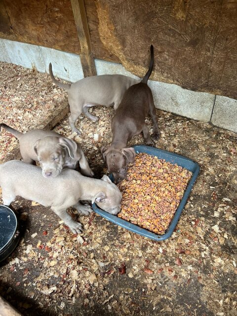 Pit Bull Puppies