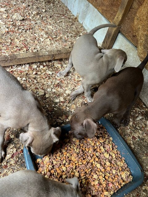 Pit Bull Puppies