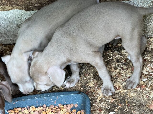 Pit Bull Puppies