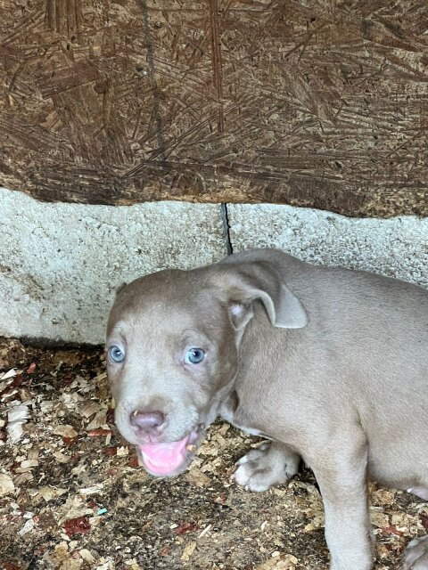 Pit Bull Puppies