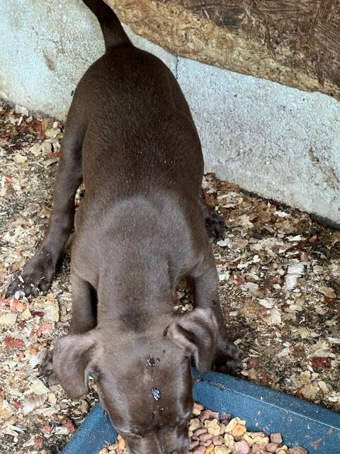 Pit Bull Puppies