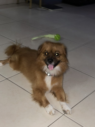 2 Year Old Male Shih-Pom