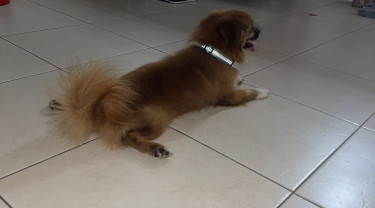 2 Year Old Male Shih-Pom