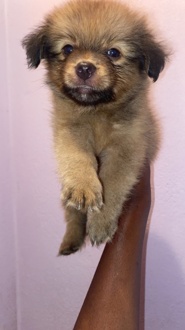 Shitzu Pomeranian Puppies 2 Vaccines Given 