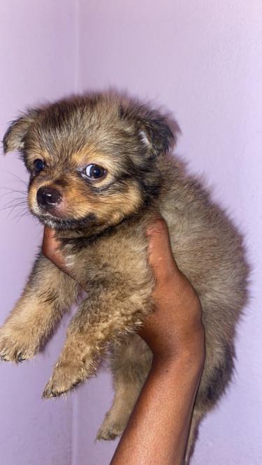 Shitzu Pomeranian Puppies 2 Vaccines Given 