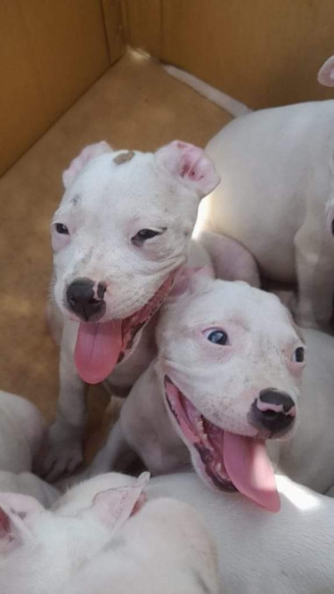 PITBULL PUPS FOR SALE 8762921460