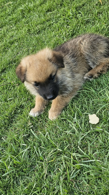 Akita- German Shepherd Mixed Puppies 