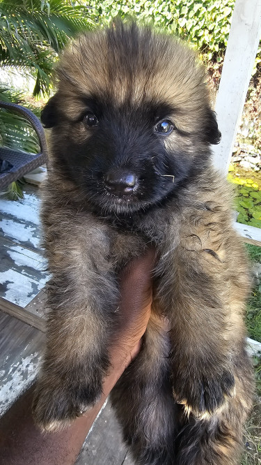 Akita- German Shepherd Mixed Puppies 