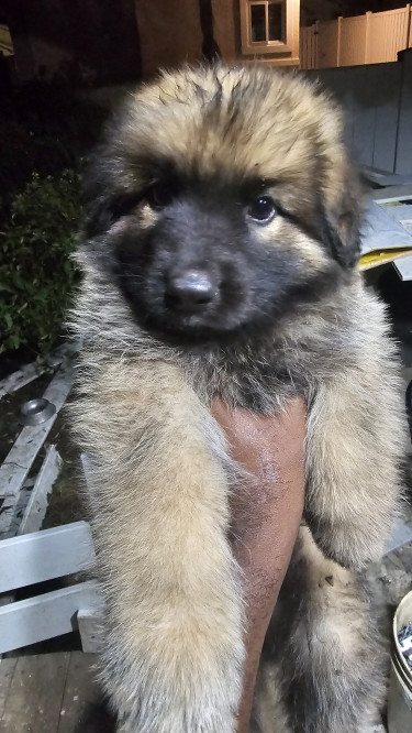 Akita -German Shepherd  Mixed Puppies 