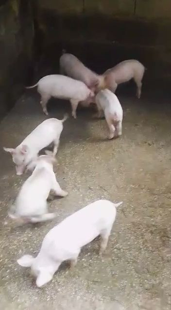 Pigs For Sale