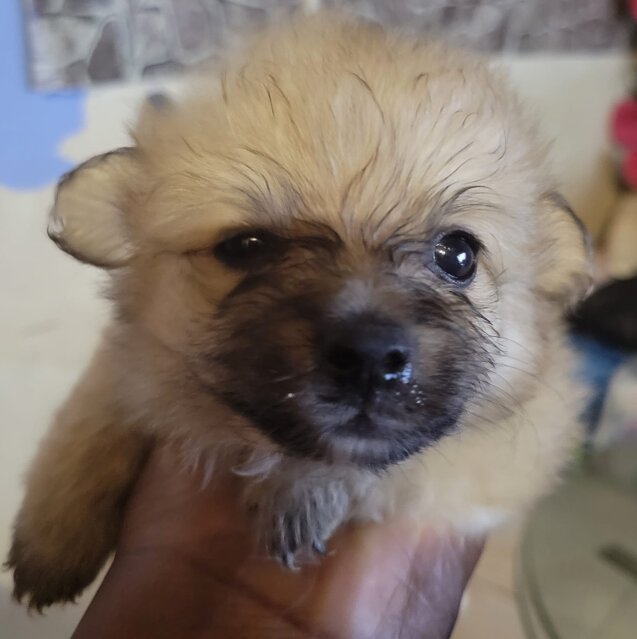 Pomeranian Puppies Available