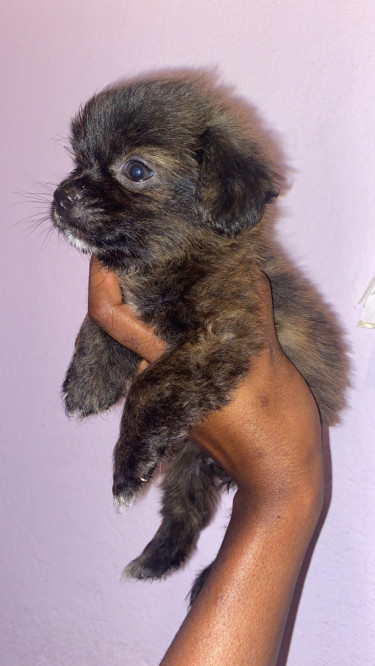 Shitzu Pomeranian Mixed Puppies 