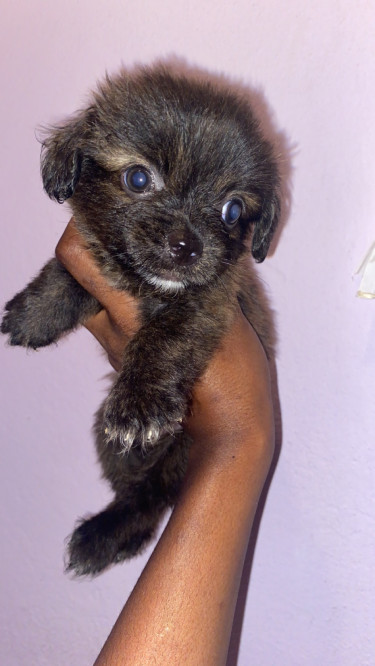 Shitzu Pomeranian Mixed Puppies 