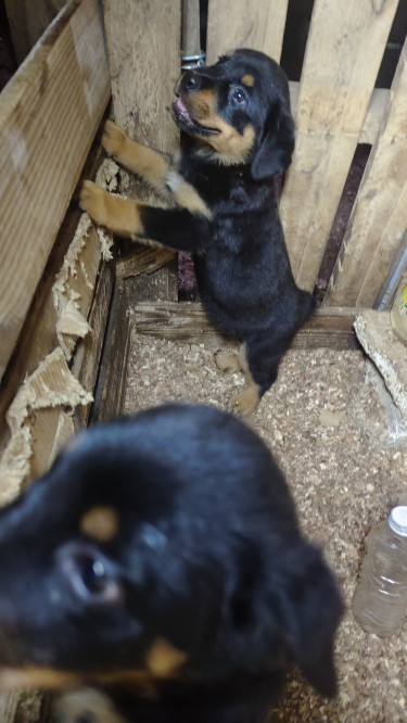 Rottweiler Puppies Available 