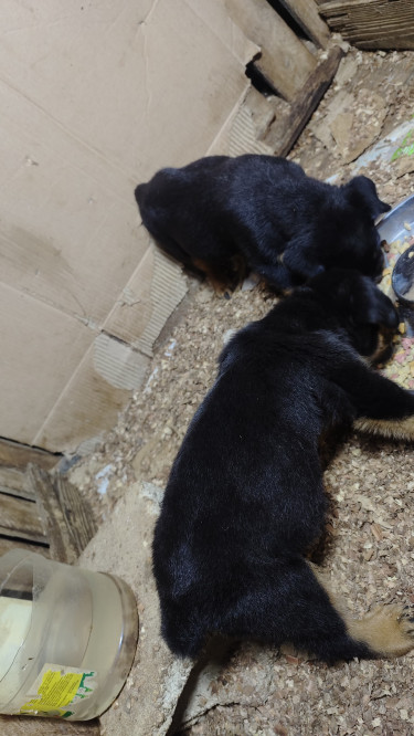 Rottweiler Puppies Available 