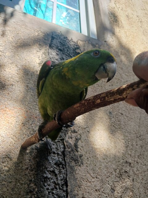 Amozon Yellow Naped Parrot