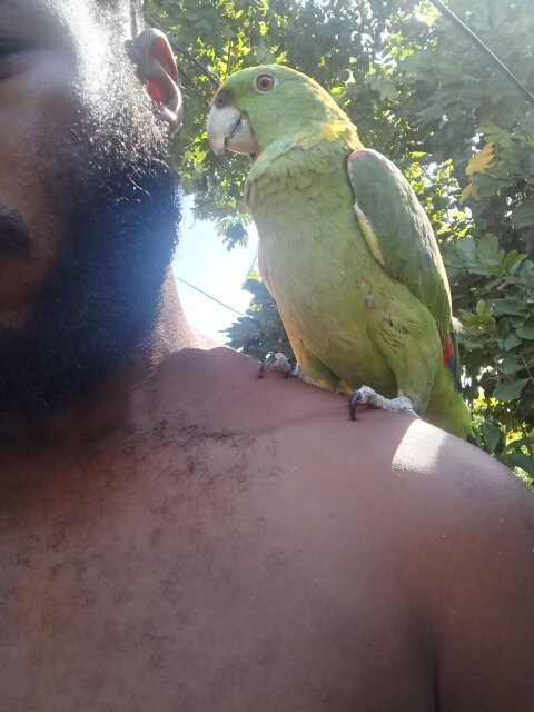 Amozon Yellow Naped Parrot