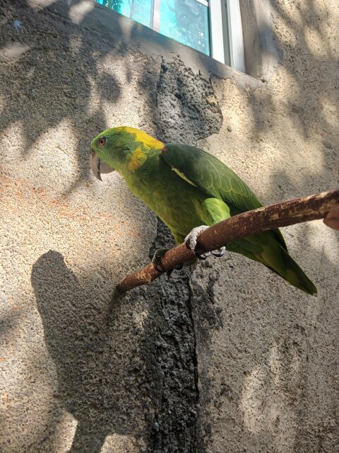 Amozon Yellow Naped Parrot