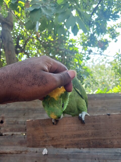 Amozon Yellow Naped Parrot