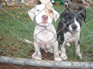 Pitbull Pups