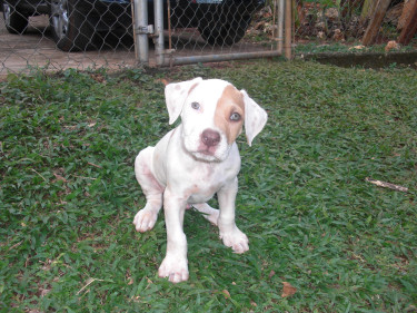 Pitbull Pups