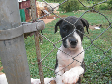 Pitbull Pups